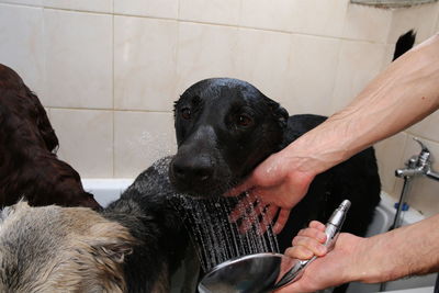Midsection of woman playing with dog at home