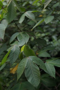 Close-up of leaves