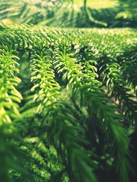 Close-up of fern leaves