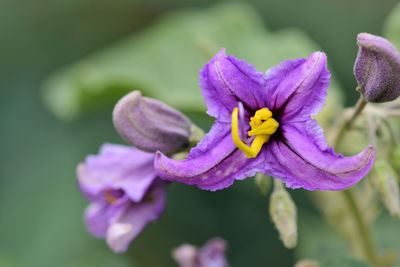 Close up of flowers on a solanum plant
