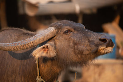 Thai buffalo