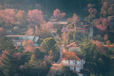 High angle view of trees and buildings in city