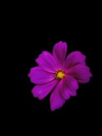 Close-up of pink flower over black background