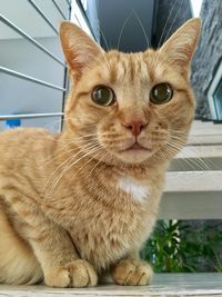 Close-up portrait of a cat at home