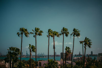 Palm trees in city against blue sky