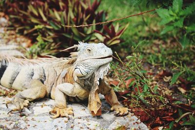 Close-up of a lizard on land