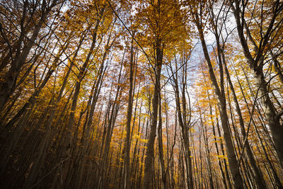 Low angle view of bamboo trees in forest during autumn