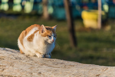 View of a cat looking away