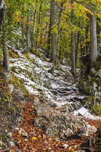 View of stream flowing through forest