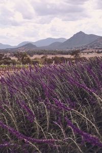 Purple flowering plants on field by mountains against sky