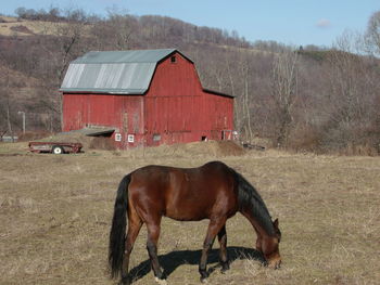 Horse grazing on field against barn on sunny day
