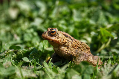 Close-up of lizard on grass