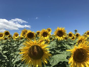 Low angle view of flowering plant against sky