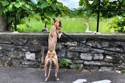 View of a bird on the wall