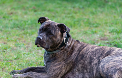 Close-up of a dog looking away