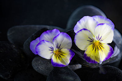 Close-up of purple crocus flowers