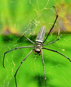 Close-up of spider on web