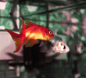 Close-up of red object