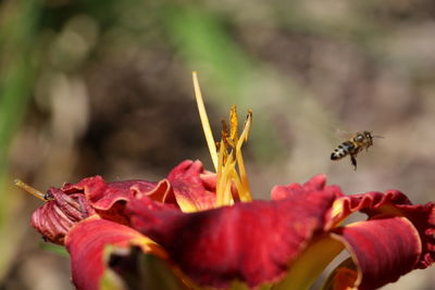 Close-up of bee pollinating flower