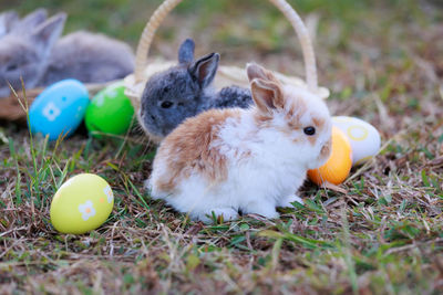 Close-up of rabbit on grassy field