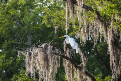 High angle view of gray heron perching on tree