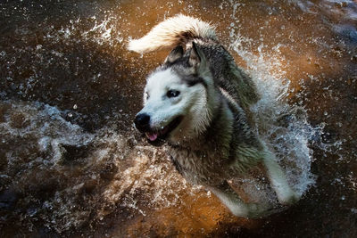 High angle view of dog in water