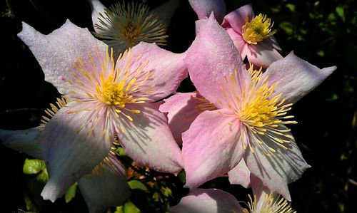 Close-up of pink flower