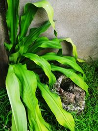 Close-up of green plant