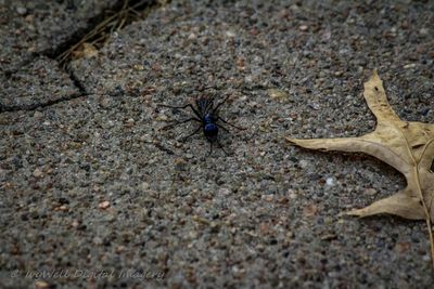 Close-up of insect