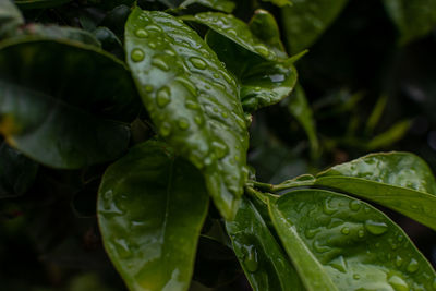 Close-up of wet leaves
