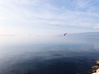 Seagulls flying over sea against sky