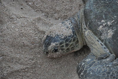 Close-up of a turtle in the sea