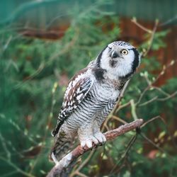 Close-up of bird perching on branch