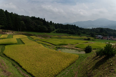 Scenic view of agricultural field against sky