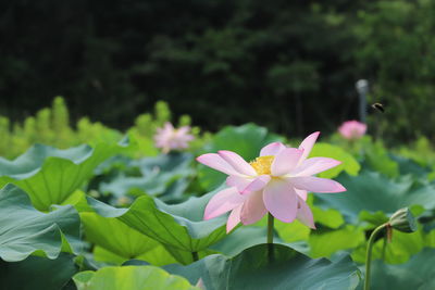 Close-up of pink lotus water lily