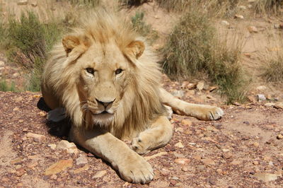 Lion resting on field