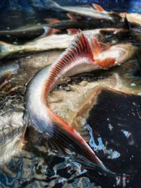 Close-up of fish swimming in sea