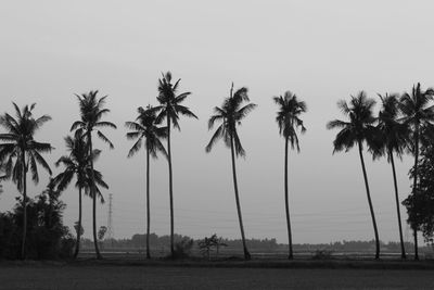 Palm trees against clear sky