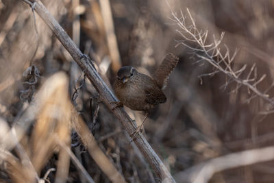 Close-up of bird perching on branch