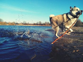 Dog carrying stick in mouth against blue sky on sunny day