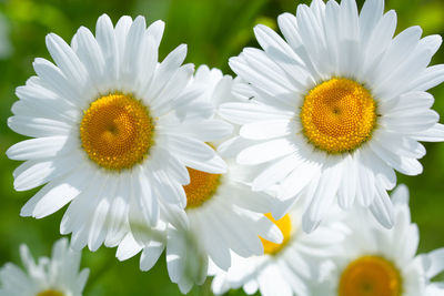 Close-up of white daisy flowers