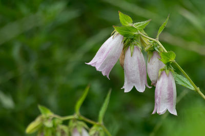 Close-up of flower against blurred background