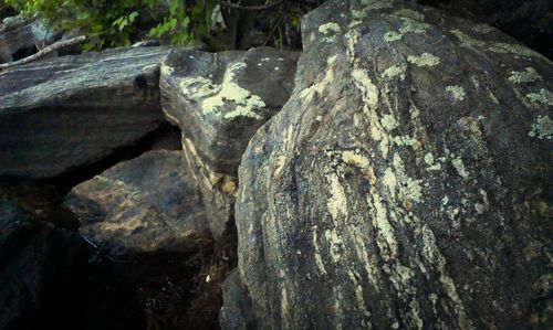 Full frame shot of tree trunk