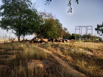 View of cows on field against sky