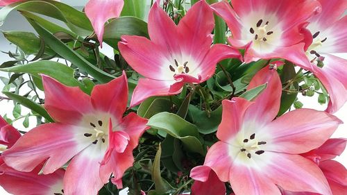 Close-up of pink flower