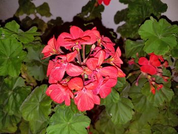 Close-up of flowers blooming outdoors