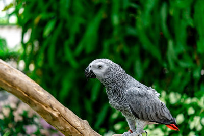 African grey