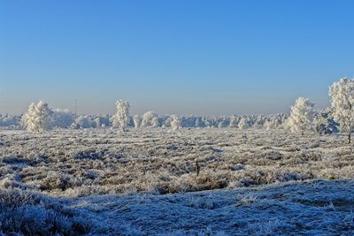 Scenic view of frozen trees against clear blue sky