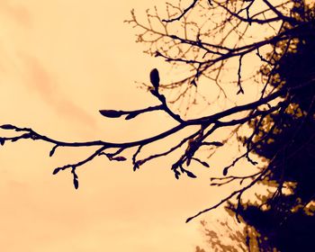 Low angle view of silhouette bird perching on bare tree