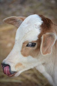 Beautiful little calf at dairy farm. newborn baby cow